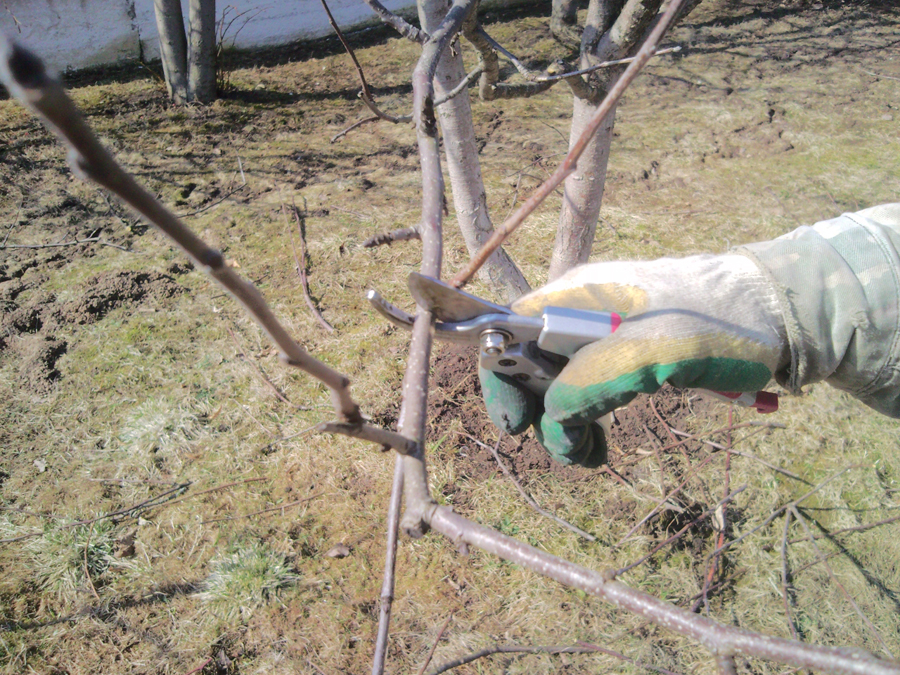 vesennyaya obrezka yablon